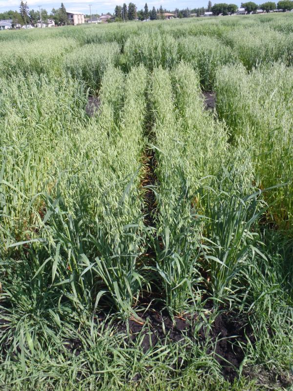 Germplasm Gallery